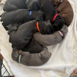 Doberman Pinscher Puppies from Haus of Hound