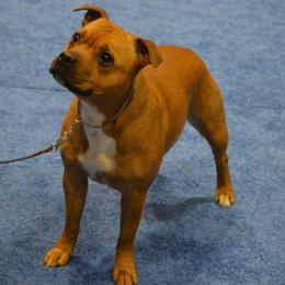 Staffordshire Bull Terrier All Grown Up from JetStaff Kennels