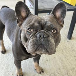 Sunny - French Bulldog