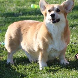 Moonshine - Red female Pembroke Welsh Corgi puppy in Pollock, Missouri from Northstar