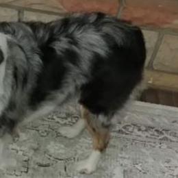 Miniature Australian Shepherds from Chagrin Mini Aussies