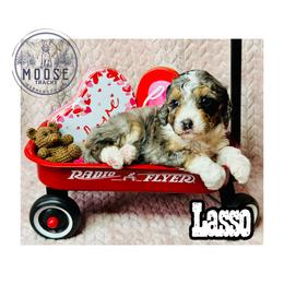 Lasso - Merle female Bernedoodle puppy in Belleville, Michigan from Moose Tracks Bernedoodles