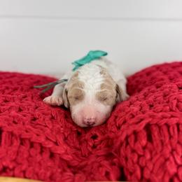 Sea Salt - Turquoise Collar - Parti female Goldendoodle puppy in The Woodlands, Texas from Golden Fields Doodles