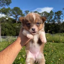 Boujee - Sable female Pembroke Welsh Corgi puppy in Inverness, Florida from Canaan Farm Corgis
