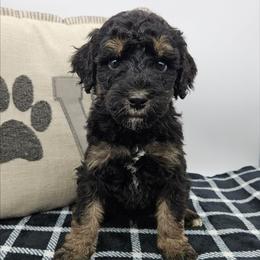 Cosmos - Phantom male Bernedoodle puppy in Granton, Wisconsin from Rose River Farms