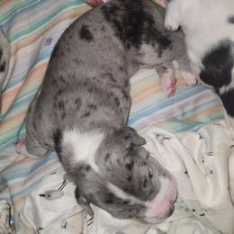 Merle Mantle Male - Merle male Great Dane puppy in Gig Harbor, Washington from Lakaya Danes
