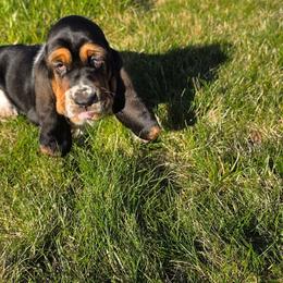Liberty - Black brown and white female Basset Hound puppy in Greenleaf, Idaho from Happy Acre Bassets