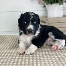 Santa Barbara - White and black female Bordoodle puppy in Valley Center, California from Circle R Valley Bordoodls