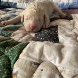 Girl 2 - Goldendoodle puppy in Oklahoma from Dandelion Doodles of Oklahoma