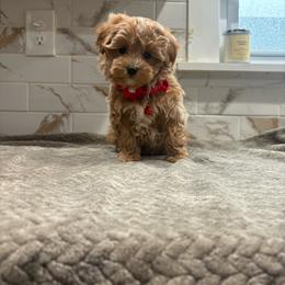 Apollo - Red male Maltipoo puppy in Delran, New Jersey from HMH’s Maltipoos & Cavaliers