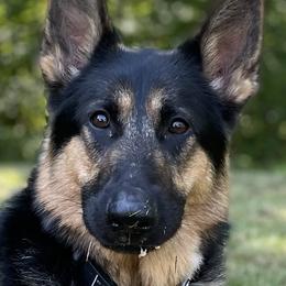 Kodak - German Shepherd