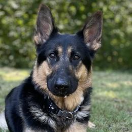 Kodak - German Shepherd