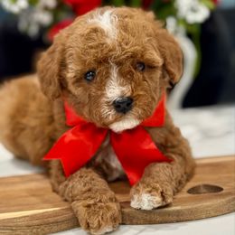 Sunshine - Red female Cavapoo puppy in Apple Valley, California from Fletcher Fuzzy Friends