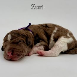Zuri - Merle female Goldendoodle puppy in Milford, Pennsylvania from Doodles Are Golden