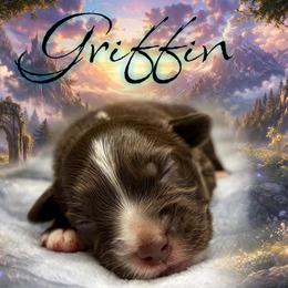 Griffin - Red tri male Miniature Australian Shepherd puppy in Brenham, Texas from Stone N Rose Kennels
