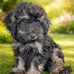 Phil - Black male Maltipoo puppy in Sidney, Maine from Snow Pond Farm