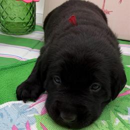 Red - Black male Labrador Retriever puppy in Heath Springs, South Carolina from Rich Hill Retrievers
