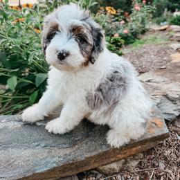 Reed - male Australian Mountain Doodle puppy in Tryon, North Carolina from Melrose Mountain Farm