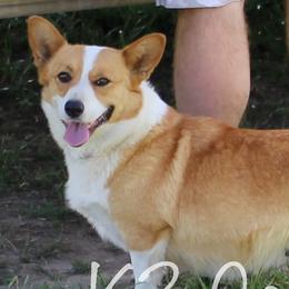 Sky - Pembroke Welsh Corgi