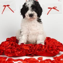 Henry - Parti male Goldendoodle puppy in Los Angeles, California from Exquisite Doodles