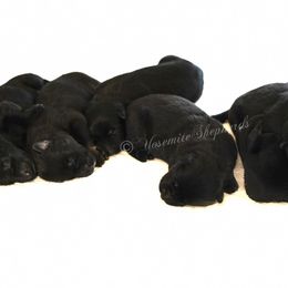 Onyx - Black male German Shepherd puppy in Coarsegold, California from Yosemite Shepherds