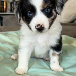 Chance - Blue merle male Miniature American Shepherd puppy in Milton Freewater, Oregon from Sparkling Cross Toy & Mini Aussies
