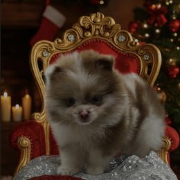 Maple - Chocolate merle female Pomeranian puppy in Brentwood, California from Royalpawpoms