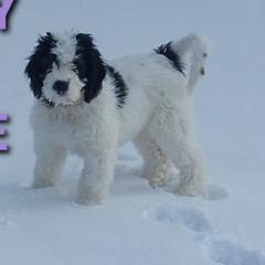 Saint Berdoodles from Britcher Breeders