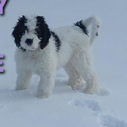 Saint Berdoodles from Britcher Breeders