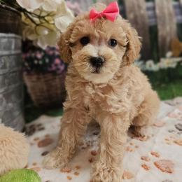Hannah - Cream female Poodle puppy in Lebanon, Missouri from Leerose Puppies