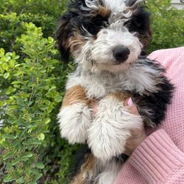 Bernedoodle puppies from PitterPatterPuppiesNJ