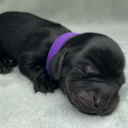 Female 2 - Black and tan female Dachshund puppy in Birmingham, Alabama from LongBottomDachshunds