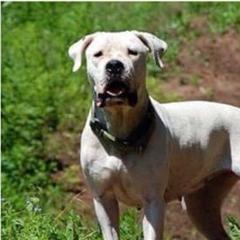 Riga - Dogo Argentino