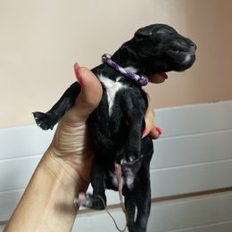 Girl 1 - Poodle puppy in Florida from Reignbow Poodles