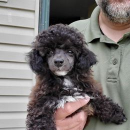 Ozzie - Poodle