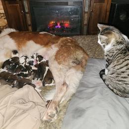 Saint Bernard Puppies from Amber's Saint Bernards