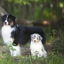 Australian Shepherds from Red Forrest Australian Shepherds
