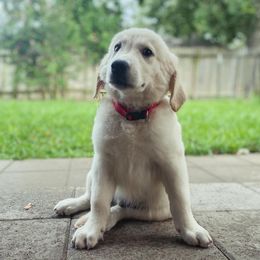 Mr. Red - Light golden Golden Retriever puppy in Conroe, Texas from Golden Keys Kennels