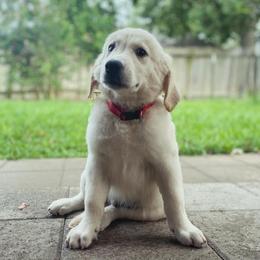Mr. Red - Light golden Golden Retriever puppy in Conroe, Texas from Golden Keys Kennels