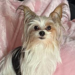 Rapunzel - Yorkshire Terrier