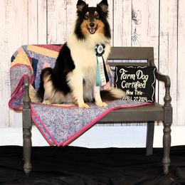 Mirra - Collie