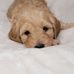 Goldendoodle Puppies from Lake Village Doodles