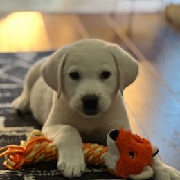 Boy 2 LIght Blue - Yellow male Labrador Retriever puppy in Santa Clarita, California from Five Star Labradors