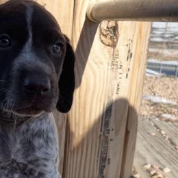 German Shorthaired Pointers from Twisted Pines Ranch