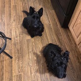 Scottish Terriers from Albroscasita Scotties
