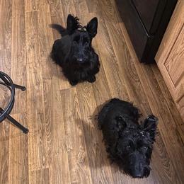 Scottish Terriers from Albroscasita Scotties