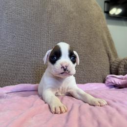 Girl 5 - White female Boxer puppy in Prestonsburg, Kentucky from Bre’s Boxers