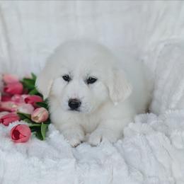 Girl 3 Yellow - White female Great Pyrenees puppy in Yakima, Washington from Naches Heights Ranch