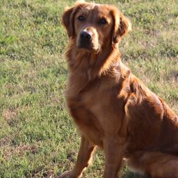 Golden Retrievers from Saint Florian's Golden Retrievers