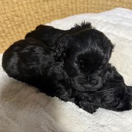 Brock's Miniature Schnauzer - Black female Miniature Schnauzer puppy in Greensburg, Louisiana from Brock’s  Miniature Schnauzers